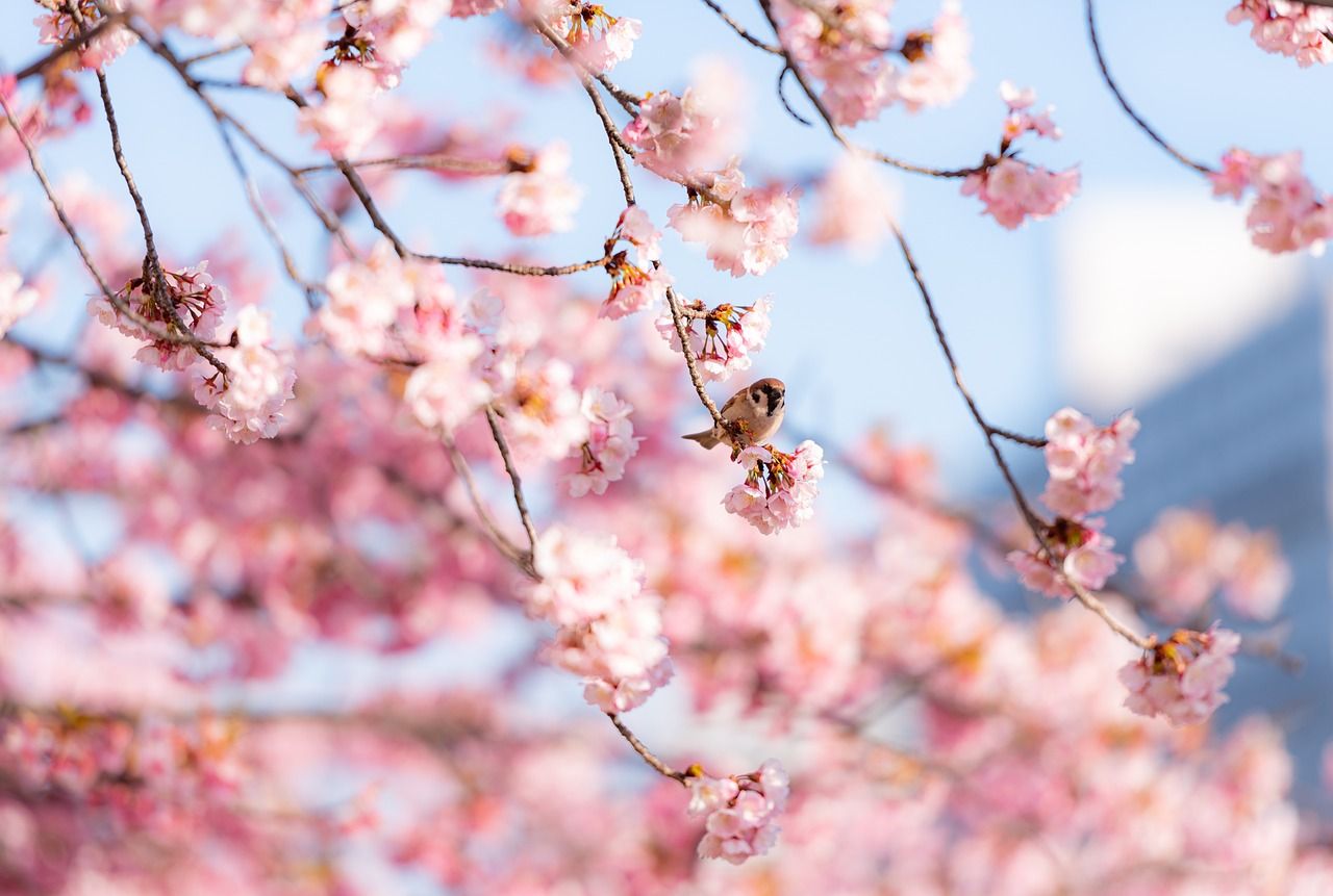 cherry blossom 6068004 1280